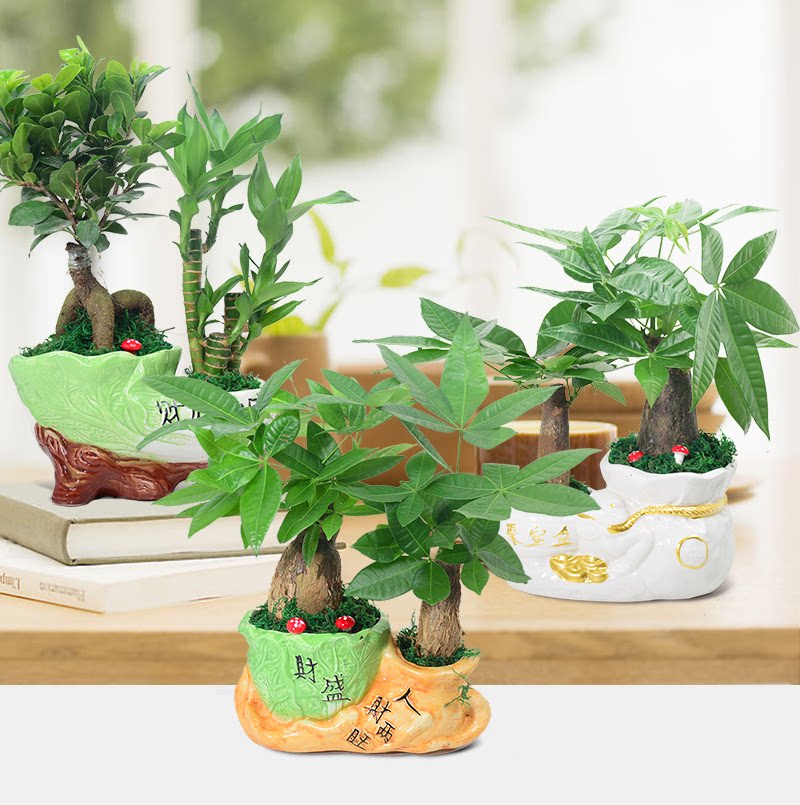 精品发财树组合绿植小盆景办公室内外好养易成活净化空气吸甲醛