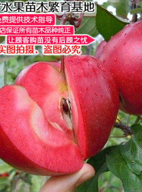耐寒瑞士红色盆栽地栽苹果树苗