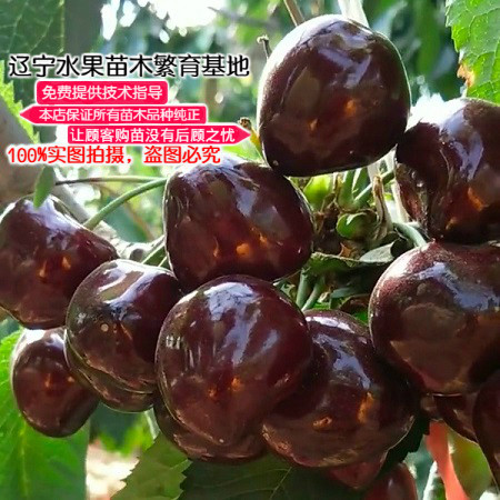 俄罗斯耐寒辽宁嫁接车厘子苗