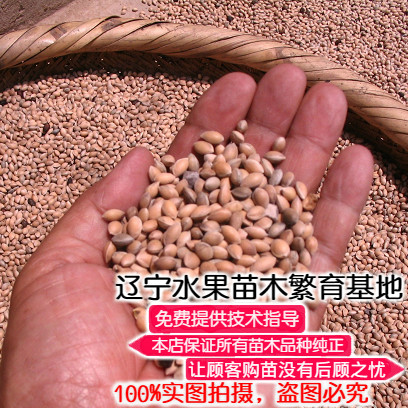 马哈利樱桃种子嫁接大樱桃用砧木新种子当年采摘南方北方种植包邮