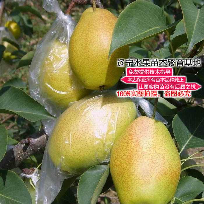 梨树苗新品耐寒嫁接红香酥梨苗 汁多味甜香味浓晚熟 庭院盆栽果树