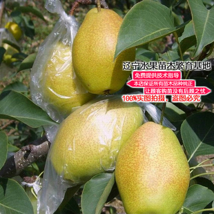 梨树苗新品耐寒嫁接红香酥梨苗 汁多味甜香味浓晚熟 庭院盆栽果树