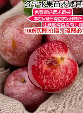 恐龙蛋南北方种植盆栽地栽李子苗