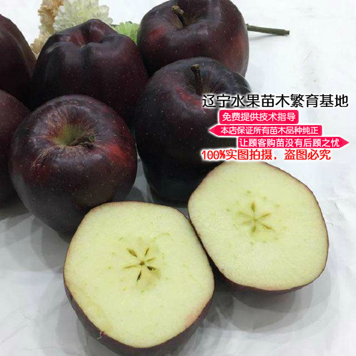 辽宁耐寒西藏黑色苹果树苗新品种