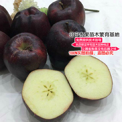 辽宁耐寒西藏黑色苹果树苗新品种