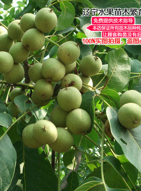 南北方种植盆栽地栽核桃树苗