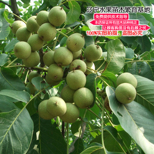 核桃苗8518嫁接苗薄皮辽核桃树苗南北方种植盆栽地栽文玩核桃树苗