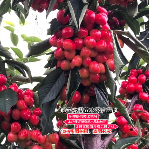 加拿大南方种植车厘子苗