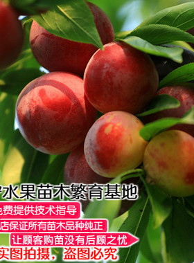 盆栽地栽耐寒南北方种植李子树苗