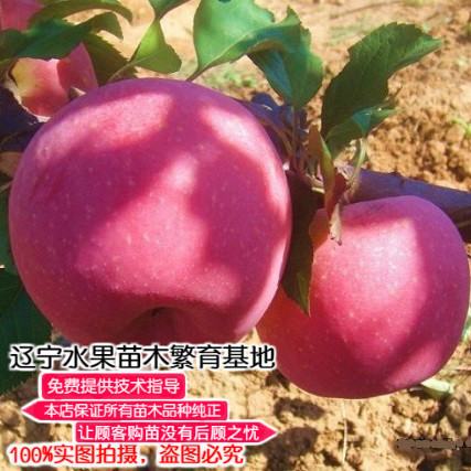 耐寒辽宁矮化盆栽地栽苹果树苗