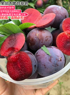 玫瑰李子辽宁美国耐寒果树苗包邮