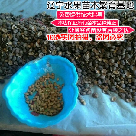 辽宁毛桃种子手工挑选山桃种子东北新采毛桃核野毛桃树种子包发芽