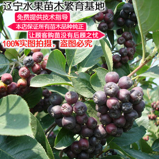 富源康1号新品黑果腺肋花楸果树苗 辽宁耐寒抗旱野樱莓 不老莓苗