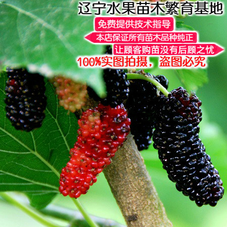 桑葚树苗大果桑果抗寒直销北方种植黑珍珠桑树扦插果苗当年不结果