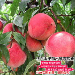 耐寒蜜雪桃树苗基地直销盆地栽南方北方冬桃当年不结果寒露蜜桃苗