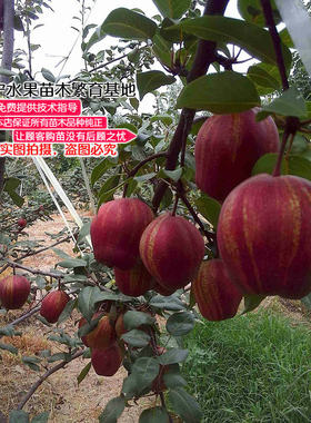辽宁耐寒庭院种植包成活早酥红梨