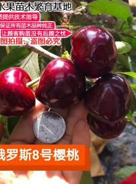 俄罗斯大樱桃辽宁车厘子苗不包邮