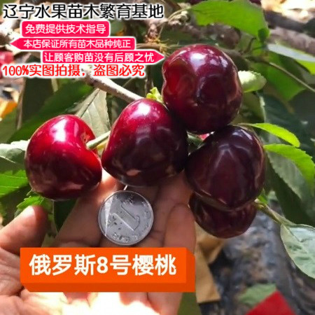 俄罗斯大樱桃辽宁车厘子苗不包邮