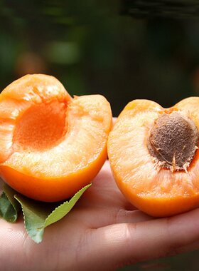辽宁落叶耐寒丹麦特大早熟杏子苗