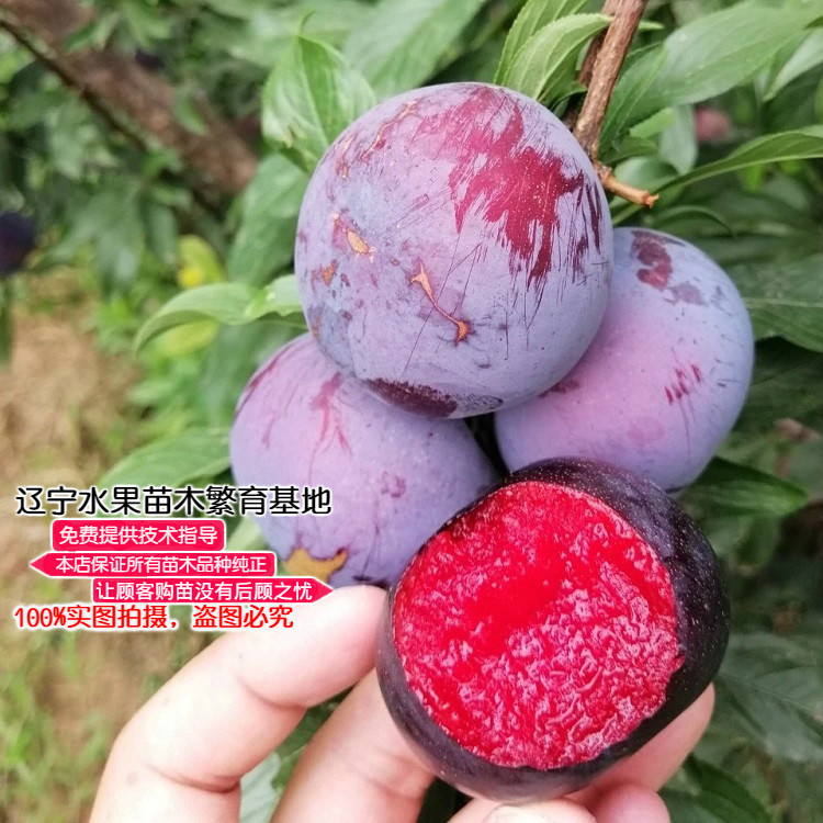 果树苗风味玫瑰李子树苗新品种辽宁嫁接红心蜜橘李子苗南北方种植
