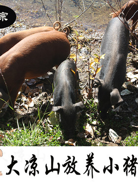 大凉山跑山新鲜6斤小乳猪