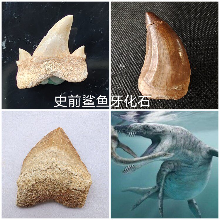 史前鲨鱼牙化石乌鸦.斜耳齿.巴氏角鳞.沧龙鱼牙化石科普标本文创
