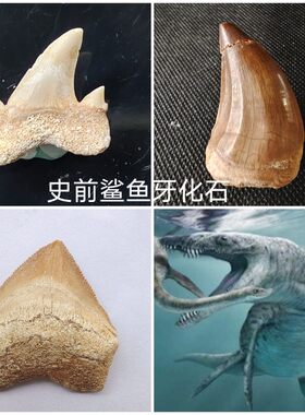 鲨鱼化石乌鸦鲨锯齿鲨科普标本
