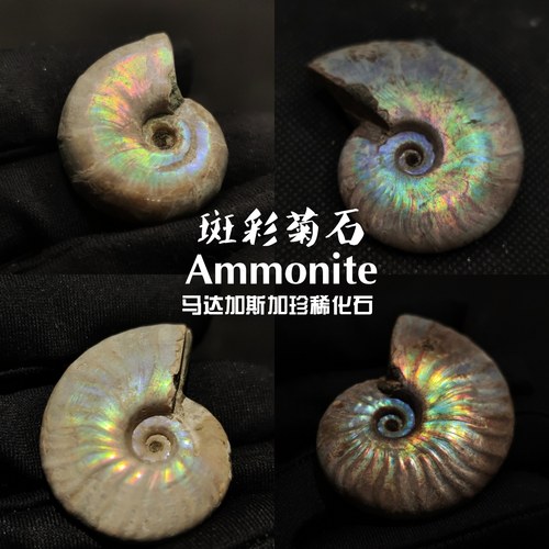 原皮斑彩风神科普菊石鹦鹉螺化石