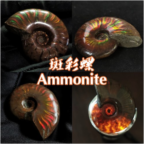 斑彩螺香花菊石带火彩古生物化石科普礼物收藏教学创意小众礼物新