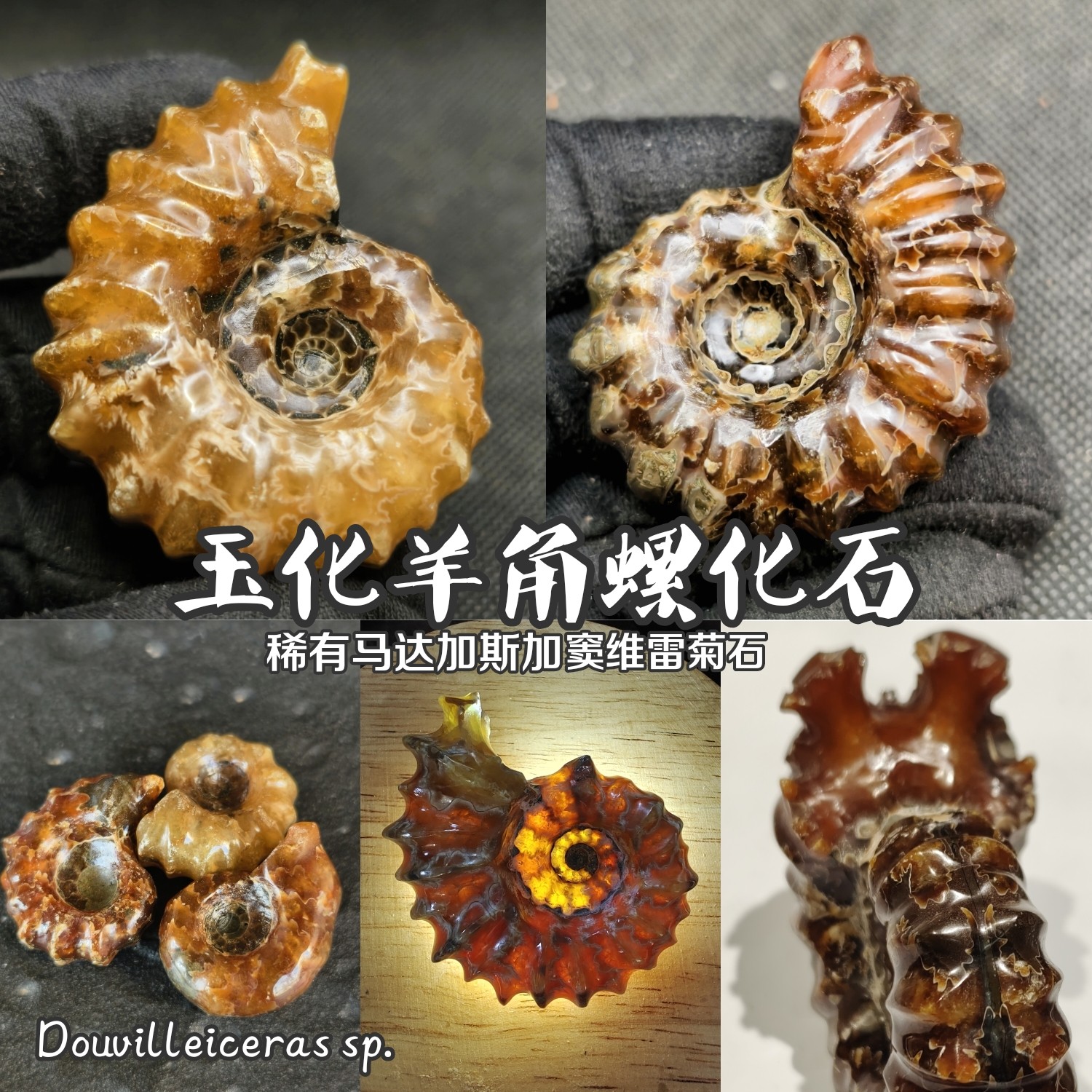 玉化羊角螺窦维雷菊石化石马达加斯加产中古装饰教学科普博物收藏 - 实物图