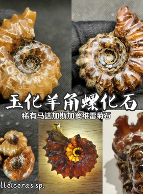 玉化羊角螺窦维雷菊石化石马达加斯加产中古装饰教学科普博物收藏