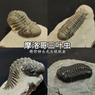 精修摩洛哥镜眼钟头星尾盾尾三叶虫化石古生物地质教学科普文创礼