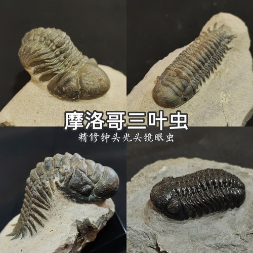 精修摩洛哥镜眼钟头星尾盾尾三叶虫化石古生物地质教学科普文创礼