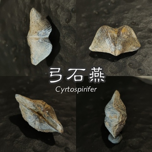 弓石燕独特的泥盆纪贝壳化石天然古生物科普教学收藏文创礼物摆件