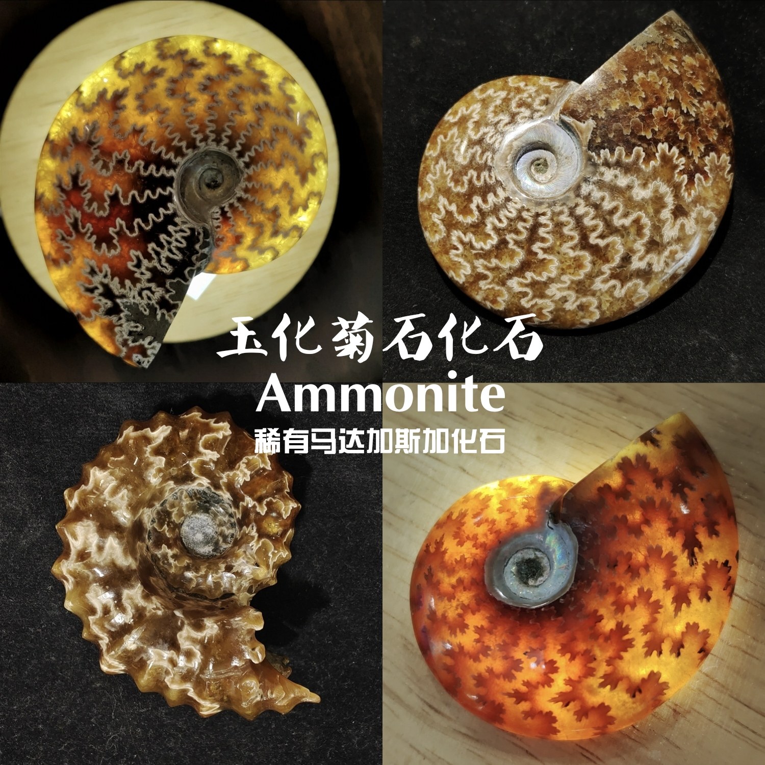 稀有玉化菊石化石斑彩螺纹路绝美全质地通透史前化石科普家居摆件