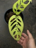 15 см подходит для посадки столбиком.