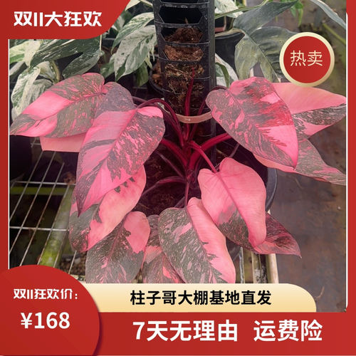 黑樱桃粉红公主热植基地直发