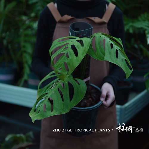 Me Giant Cave Monstera (импортируется из оригинальной кучи Таиланда) с семенами колонны и легко отправить. Он может расти почти до одного метра без выбора