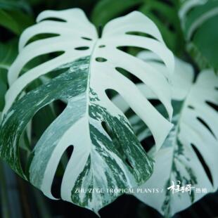 白锦龟背竹进口白龟室内锦化观叶植物