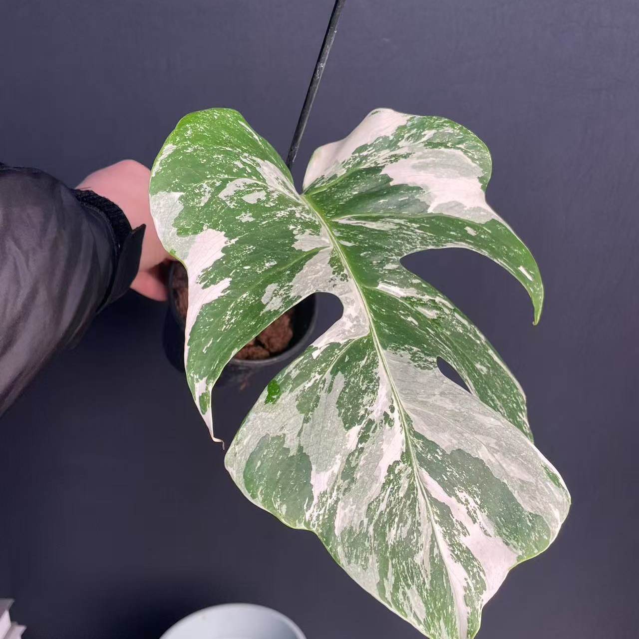 锦化龟背竹  单叶白龟 基地直发 柱子哥热值 新手小白适应种植