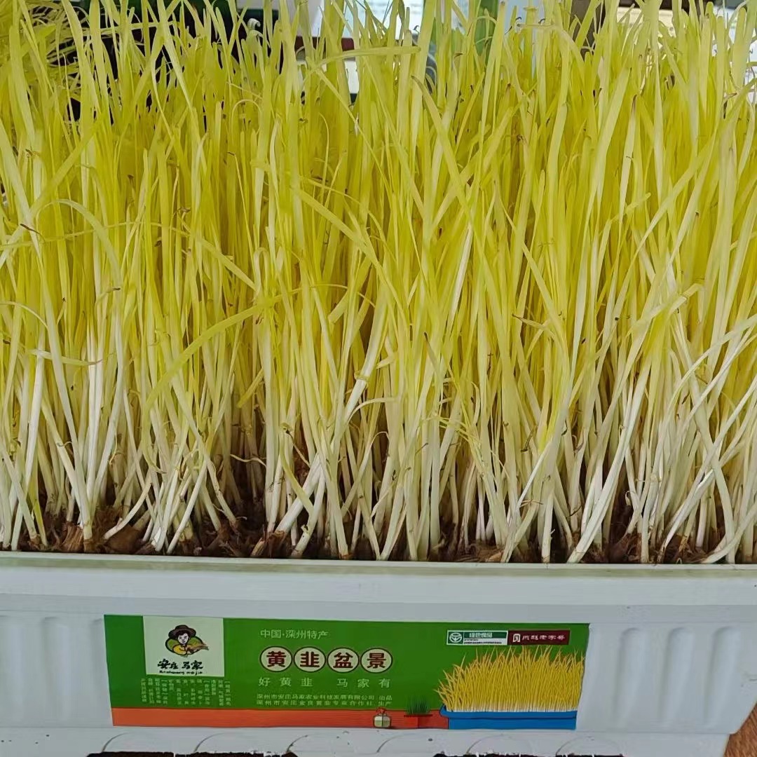安庄马家黄韭韭菜盆栽带盆韭菜根苗无土栽培室内水培现挖阳台专用