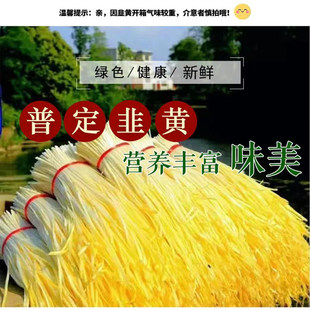河北深州特产西安庄正宗黄韭头茬饺子馅韭黄现摘现发顺丰直达