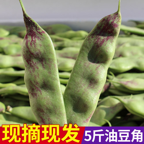 新鲜油豆角东北特产新鲜蔬菜