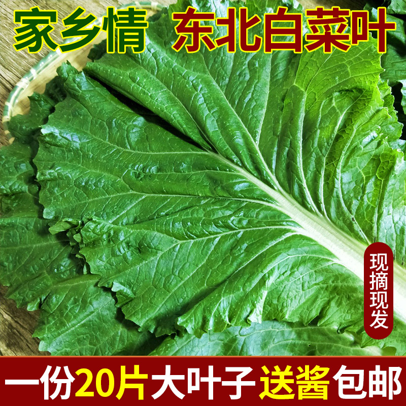 新鲜大白菜叶东北农家蔬菜包饭包白菜叶子蘸酱菜现摘现发20个叶-封面