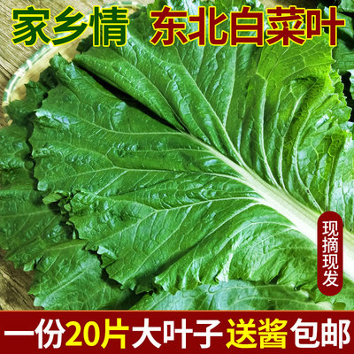 新鲜大白菜东北农家现摘