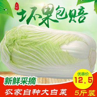 山西新鲜大白菜蔬菜冬季清脆5斤包邮农家鲜嫩应季白菜现砍现发