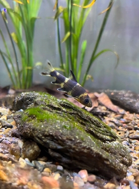 华鳈 华泉 熊猫鱼 冷水鱼 原生鱼 工具鱼华鰁鱼胭脂鲤 溪石斑观赏