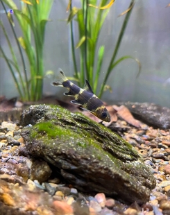 华鳈 华泉 熊猫鱼 冷水鱼 原生鱼 工具鱼华鰁鱼胭脂鲤 溪石斑观赏