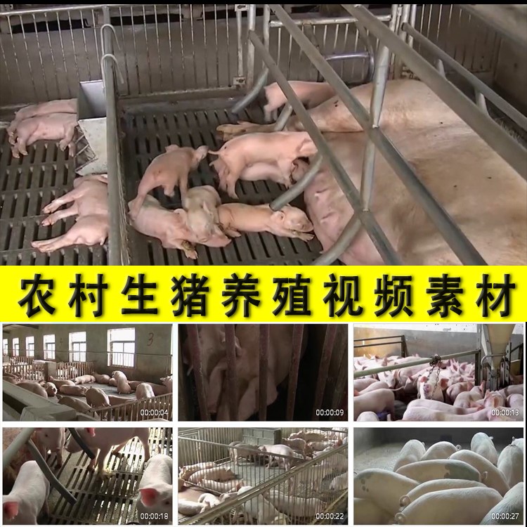 农村生猪养殖养猪场厂母猪小猪仔吃奶乡村养殖业专业户视频素材