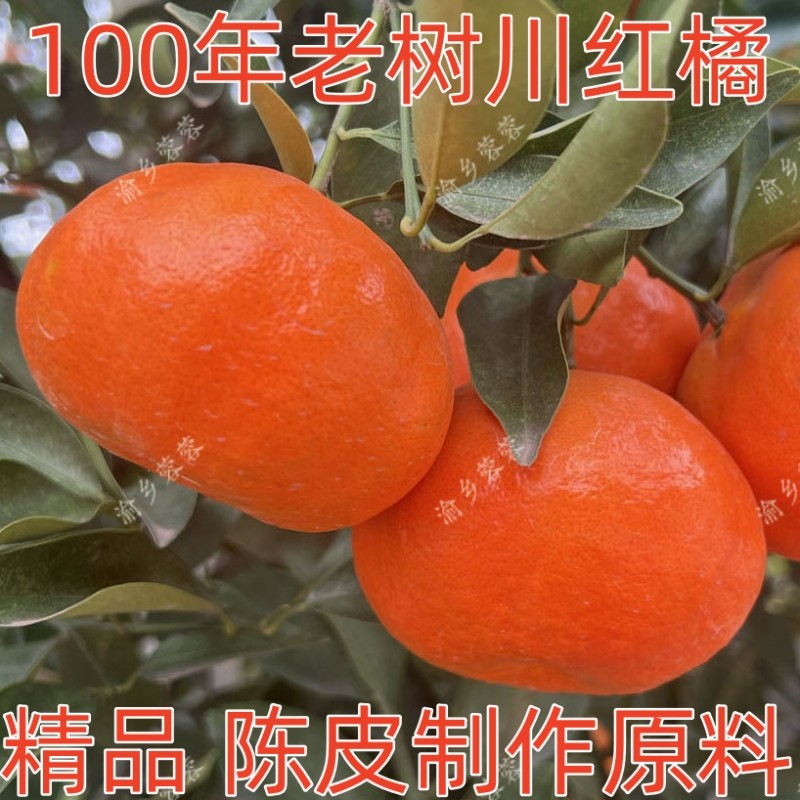 四川红橘万州古红桔大红袍橘子重庆桔子当季新鲜水果10斤川桔陈皮